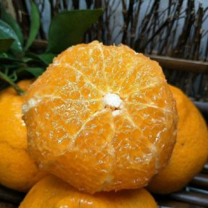 ​粑粑柑是什么类型的水果？吃了上火吗？