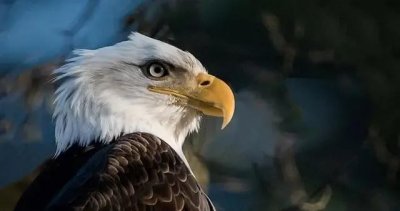 ​借着这次的机会，跟大家解释一下“鹰派”指的是什么？