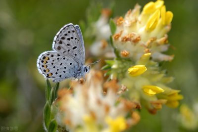 您的专属生日花是什么？花语来历，感兴趣的来看看！1-3月生日花