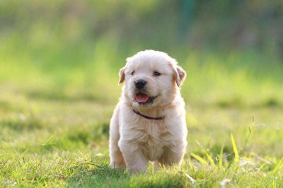 ​什么是星期狗？怎样避免买到星期狗？