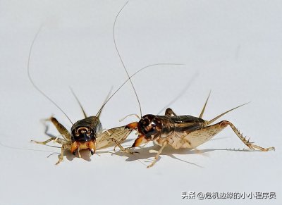 ​百度AI创作：虫王蟋蟀国内斗蛐蛐的品种、规则、特点与文化简述