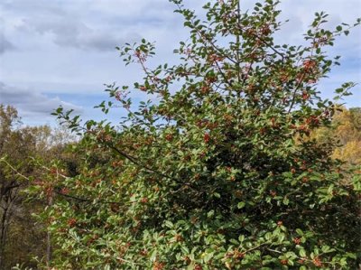 ​“普通”是什么？