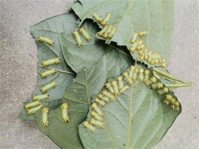 ​农村常见的洋辣子是什么东西？怎么防治？