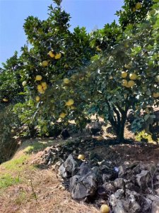 ​莆田四大名果是从什么时候叫响的