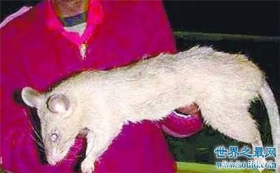 ​切尔诺贝利巨鼠核辐射变异，见到人会扑上去撕咬