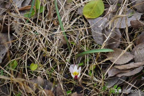 植物图鉴：老鸦瓣