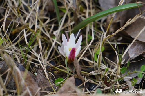 植物图鉴：老鸦瓣