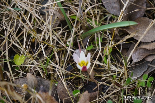 植物图鉴：老鸦瓣