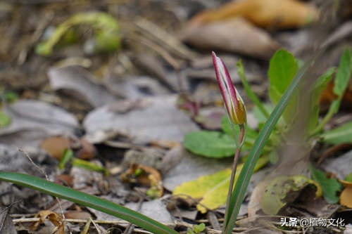 植物图鉴：老鸦瓣