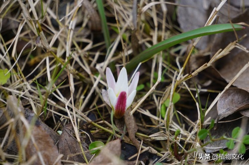 植物图鉴：老鸦瓣