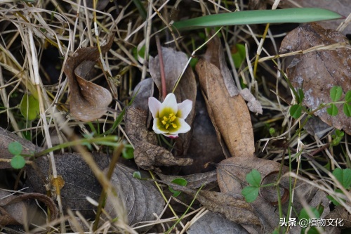 植物图鉴：老鸦瓣