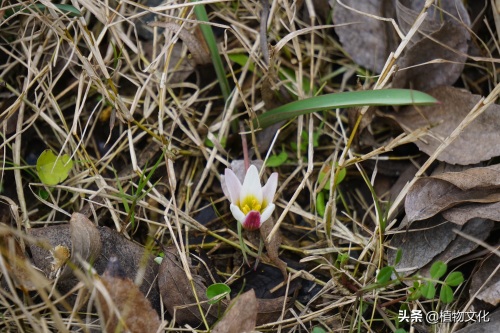 植物图鉴：老鸦瓣