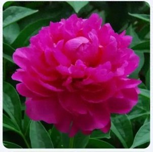 ​每日一味中药——赤芍