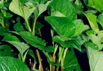 农村常见28种野菜图集