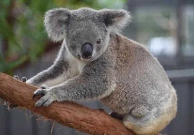 ​澳大利亚将树熊列为濒危动物