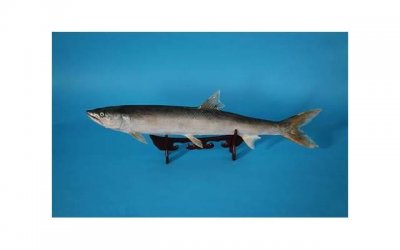 ​相亲男情场高手