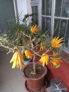 ​佛手柑什么味道(佛手柑的功效与作用)