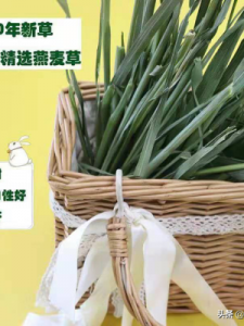 ​兔子可以吃米饭吗(兔子可以吃米饭吗还有酱油)