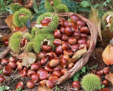 ​剥好的板栗煮多长时间可以熟？板栗是开水下锅还是冷水下锅？