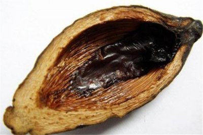 ​槟榔的功效和作用 槟榔适合什么人群吃