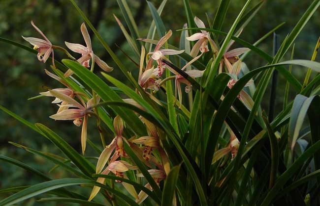 兰花喜欢酸性土壤还是碱性土壤（兰花配土大有讲究）