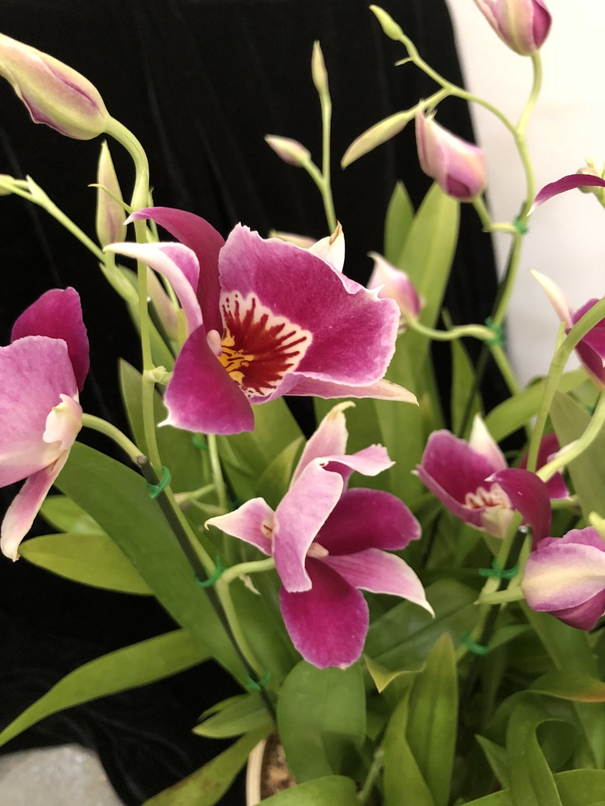 兰花喜欢酸性土壤还是碱性土壤（兰花配土大有讲究）