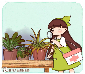 ​兰花喜欢酸性土壤还是碱性土壤（兰花配土大有讲究）