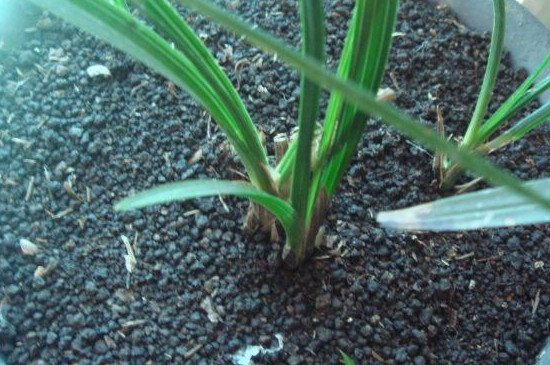 兰花喜欢酸性土壤还是碱性土壤（兰花配土大有讲究）