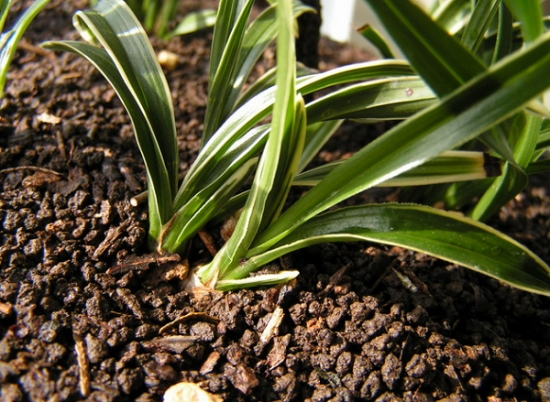 兰花喜欢酸性土壤还是碱性土壤（兰花配土大有讲究）