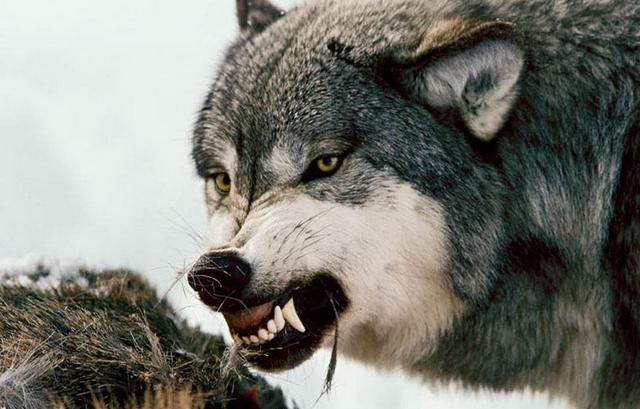 狼怕什么动物呢，天生怕狼的动物是什么动物？图3