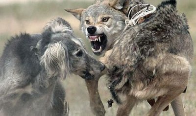 ​狼怕什么动物呢，天生怕狼的动物是什么动物？