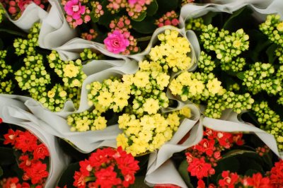 ​长寿花怎样养才能爆盆