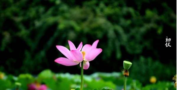 小暑是入伏的头一天,小暑是入伏第一天吗入伏原来是这一天图2