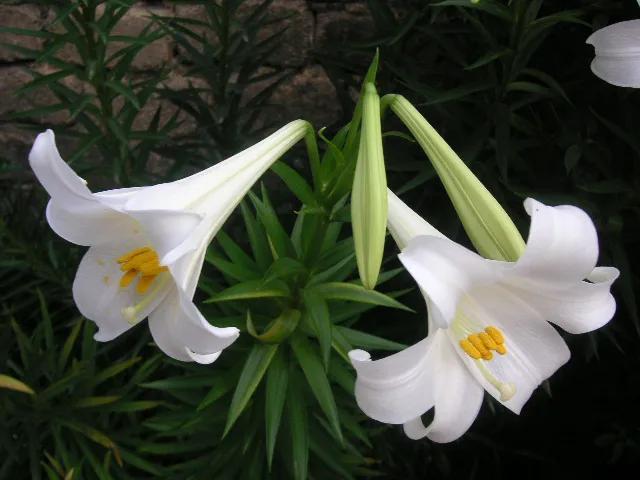 野百合也有春天阿桑（晨风中的野百合）(1)