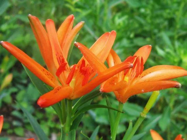 野百合也有春天阿桑（晨风中的野百合）(2)