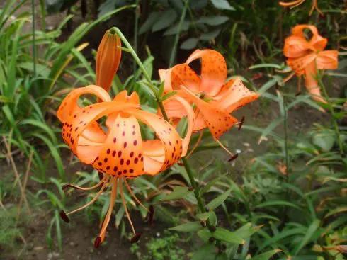 野百合也有春天阿桑（晨风中的野百合）(5)