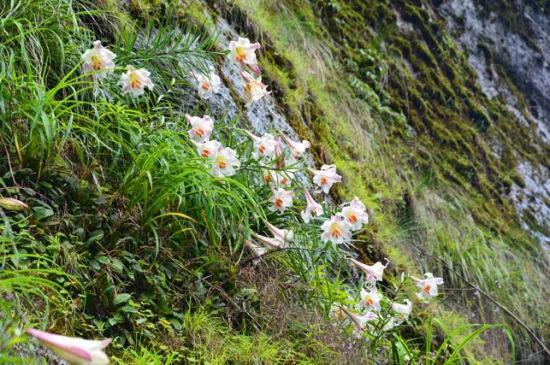 野百合也有春天阿桑（晨风中的野百合）(4)