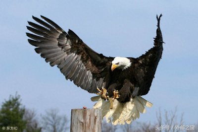 永恒的鹰徽-从邮票了解德国国徽