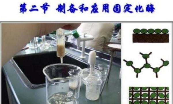 固定化酶的优点,凝胶包埋法固定化酶的优缺点图4
