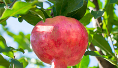 ​石榴花花语,石榴花语和寓意怎么种