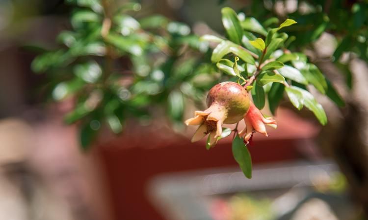 石榴花代表什么生肖