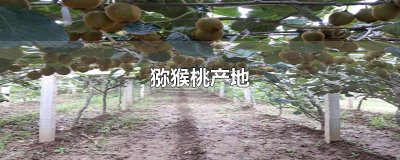 猕猴桃产地