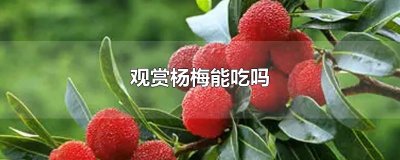​观赏杨梅能吃吗