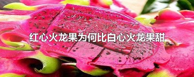 ​红心火龙果为何比白心火龙果甜