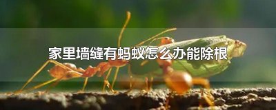 ​家里墙缝有蚂蚁怎么办能除根