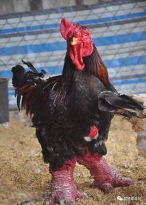 ​做鸡的最高境界，平时性格刚烈，上桌后香甜无比