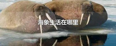 ​海象生活在哪里