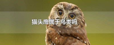 ​猫头鹰是鸟类么 猫头鹰是不是鸟类