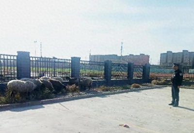 ​小羊集体“出逃”民警送羊回家