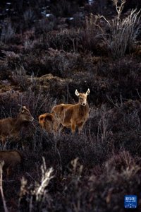 ​“失而复得”的西藏马鹿